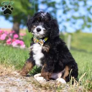 Larry, Mini Bernedoodle Puppy